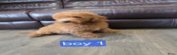 Labradoodle dogs for sale: Adorable F1B Miniature Labradoodle Pups 🐾🩷 - Advert 2