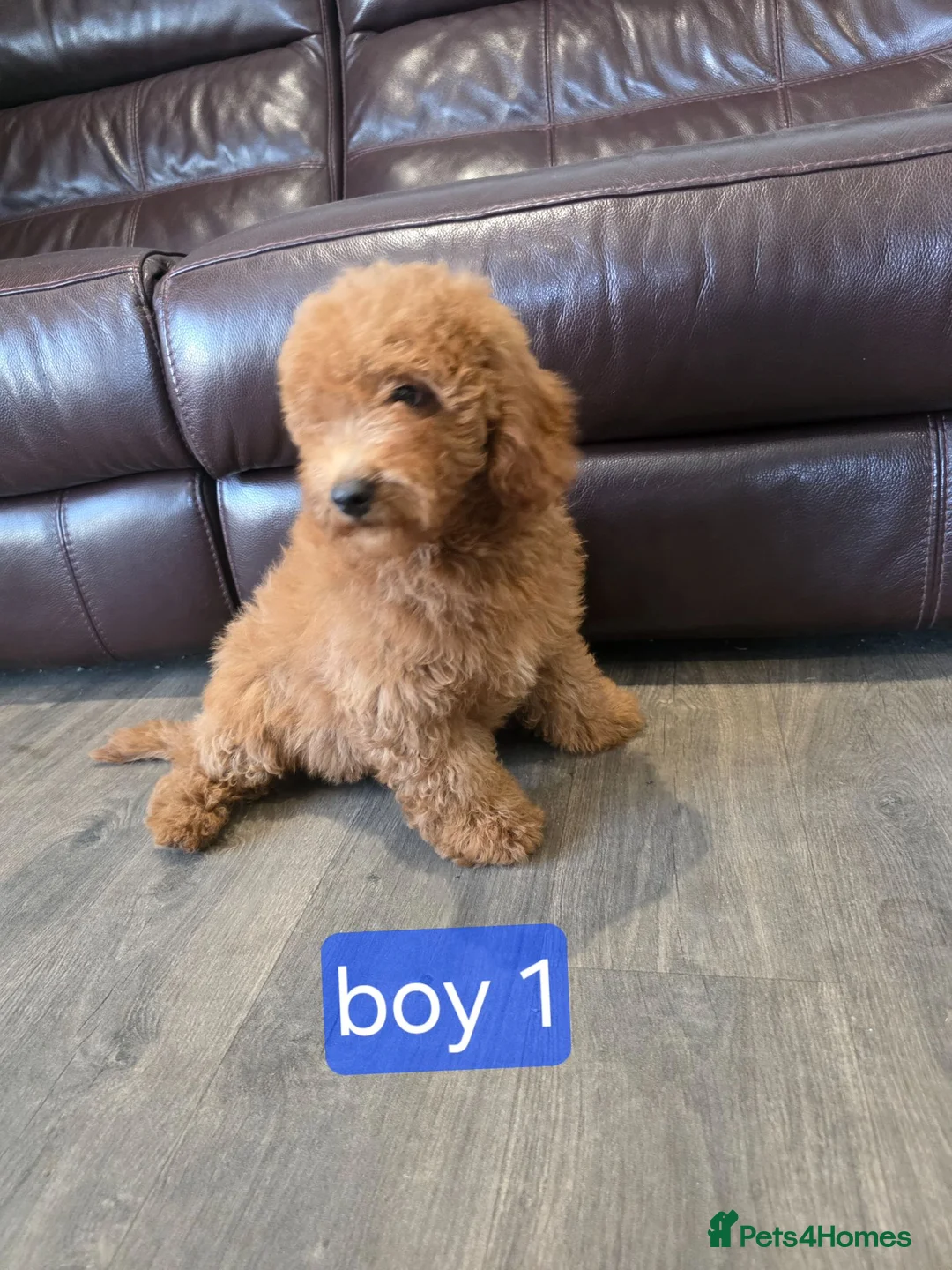 Labradoodle dogs for sale: Adorable F1B Miniature Labradoodle Pups 🐾🩷 - Advert 2