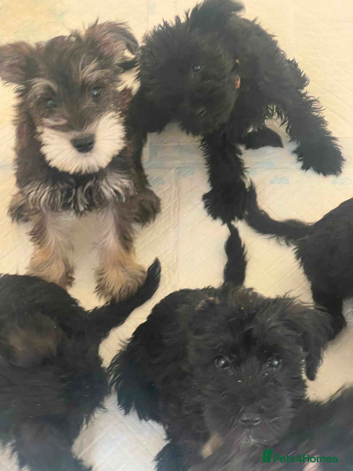 Schnoodle dogs 🐾🐶Schnoodles 🐶🐾 - Advert 2