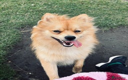Mixed Breed dogs for sale: 1 year old Pomspitz for sale  - Image 2