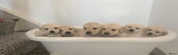 Golden Retriever dogs for sale: Beautiful litter of Golden Retrievers for sale. - Advert 2