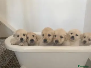 Golden Retriever dogs Beautiful litter of Golden Retrievers for sale. - Advert 13