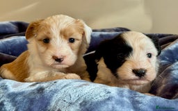 Tibetan Terrier dogs for sale: Stunning KC Reg Tibetan terrier Puppies  - Advert 8