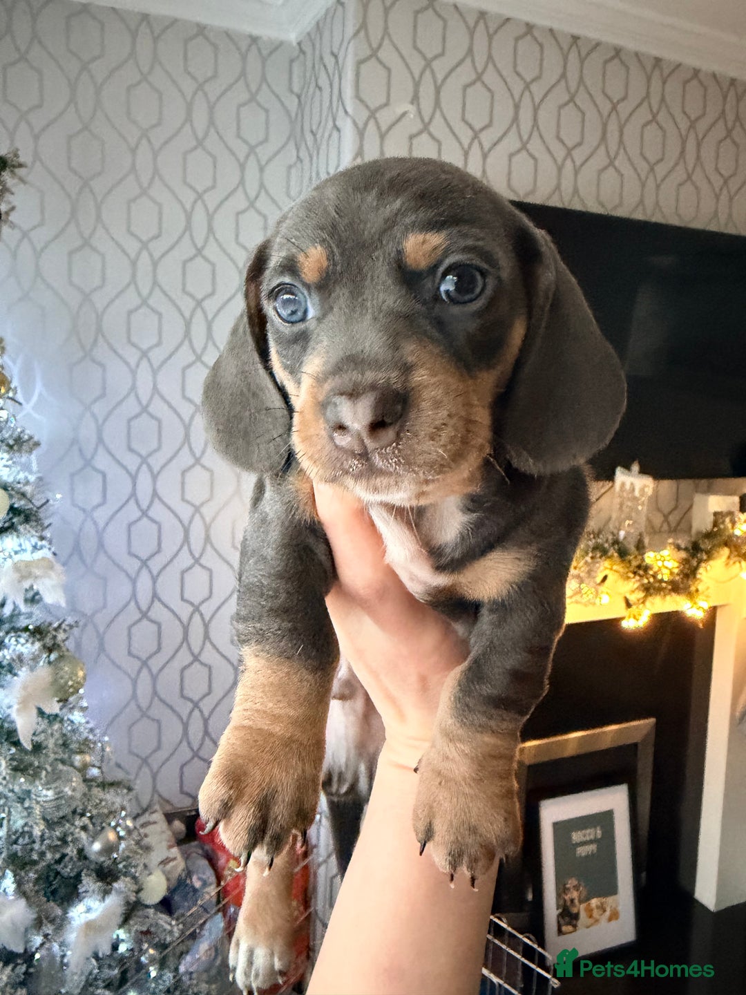 Dachshund dogs for sale: Family dogs first puppies - stunning Dachshunds  - Advert 37