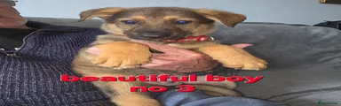 Mixed Breed 3
