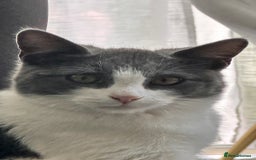 Domestic Shorthair cats for sale: Beautiful Domestic Cats-Mum,Dad&3 Adorable Kittens - Image 20