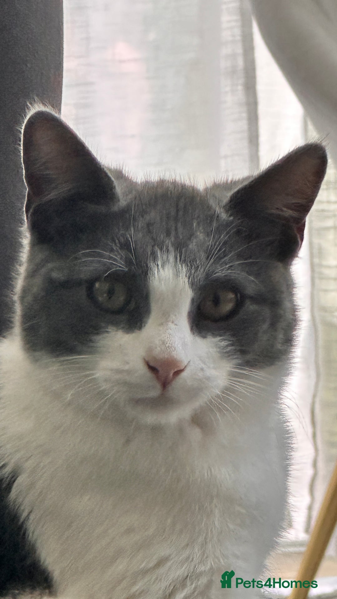 Domestic Shorthair cats for sale: Beautiful Domestic Cats-Mum,Dad&3 Adorable Kittens - Image 20