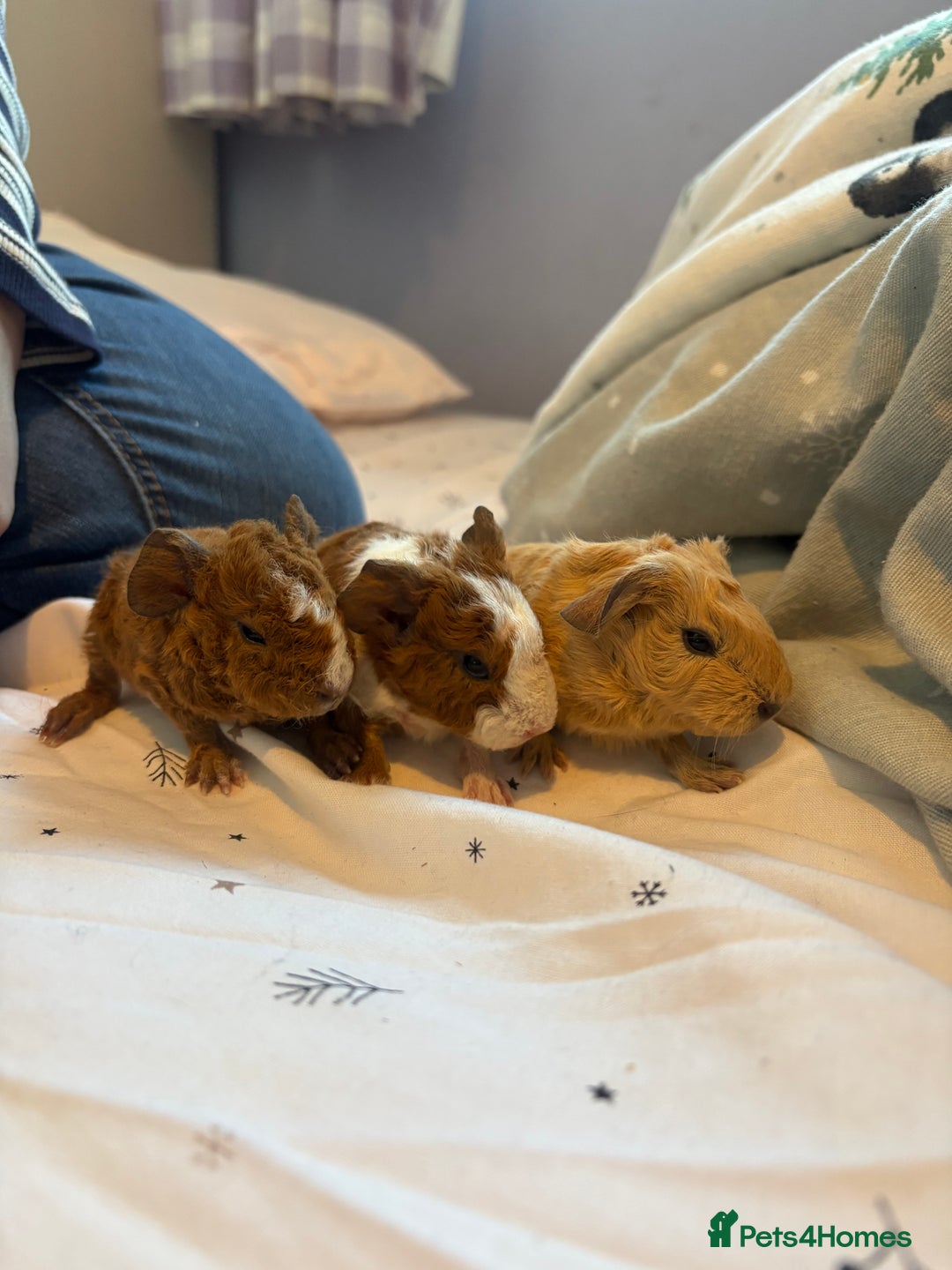 Guinea Pig rodents for sale: Beautiful baby guniea pig for sale Girls & Boys - Advert 6