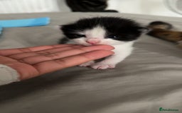Mixed Breed cats for sale: 3 beautiful kittens available  - Image 8