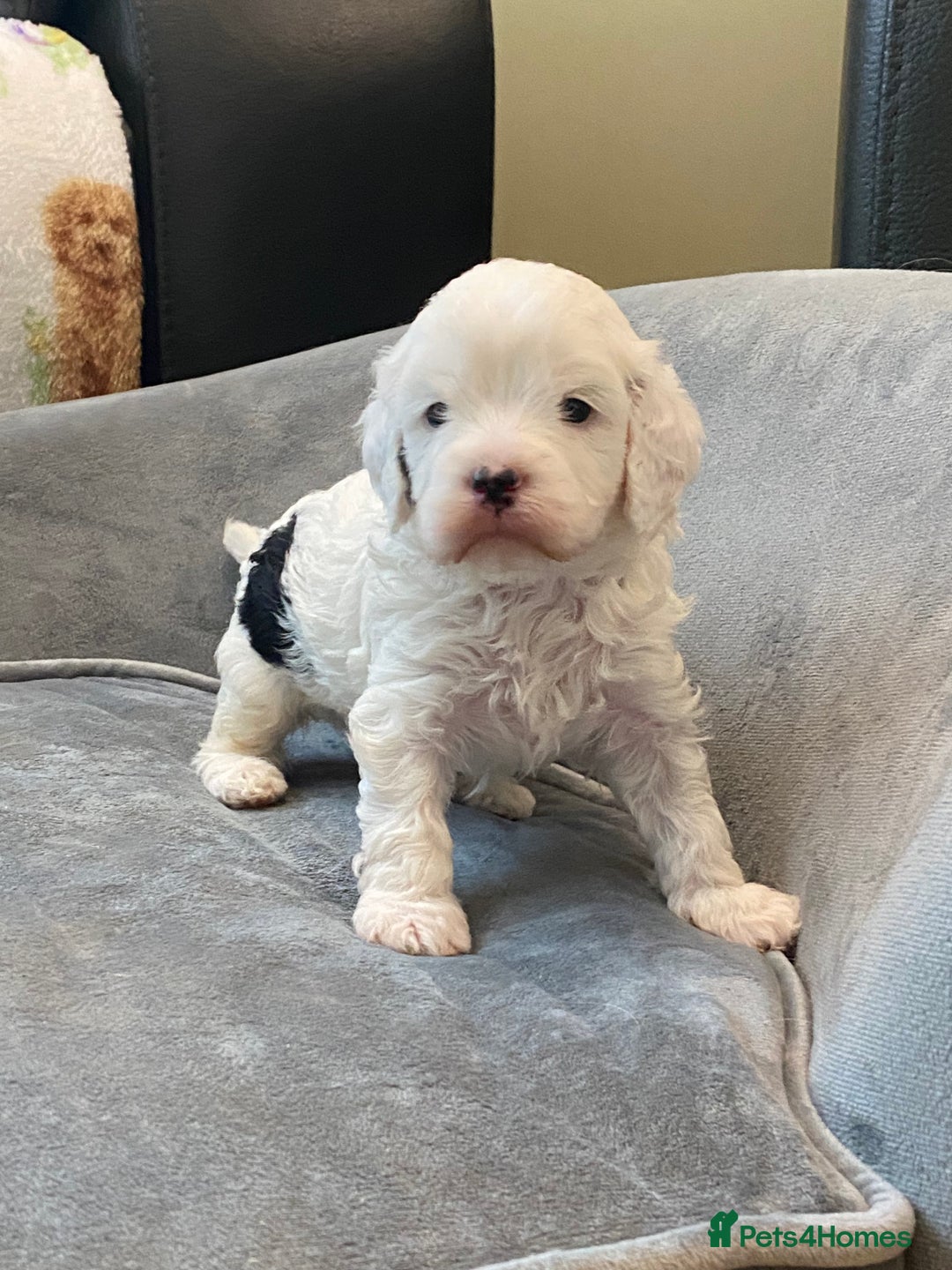 Cavapoo dogs for sale: Super cute, health tested, friendly Cavapoo pups  - Image 25