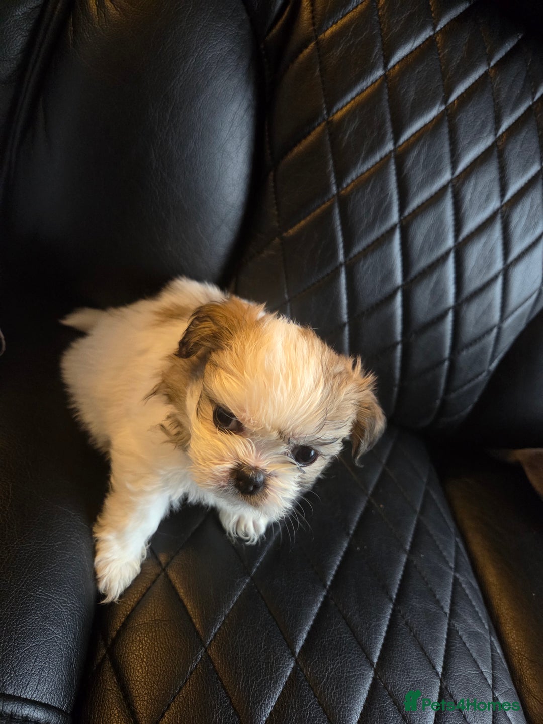 Shih Tzu dogs for sale: Imperial shih tzu puppies  - Advert 9