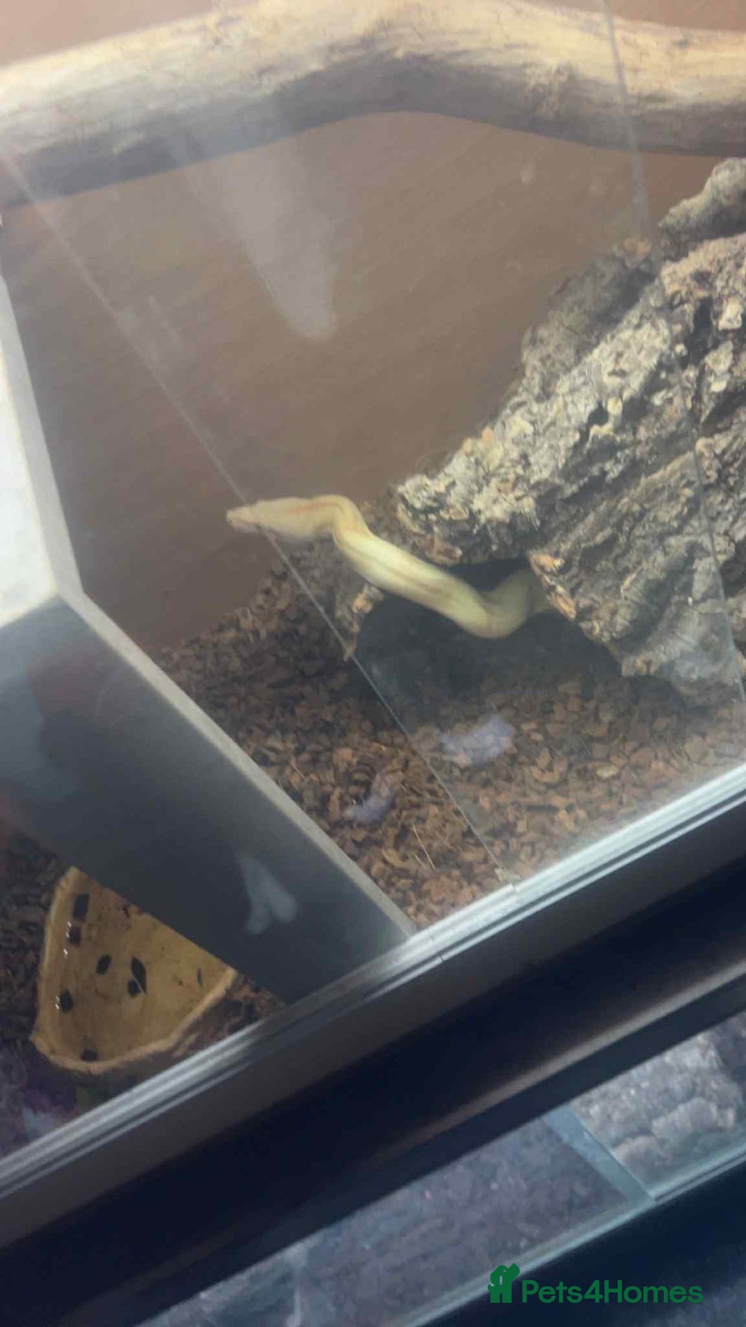 Boa Snake reptiles for sale: Boa snak - Image 2