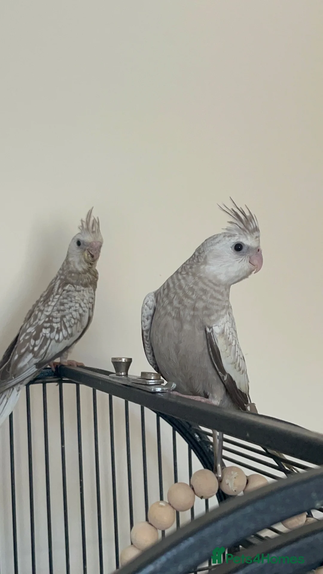 Cockatiels birds for sale: Young Cockatiels - Advert 7