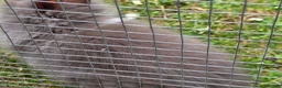 Lionhead rabbits for sale: Adorable baby purebred lionhead bunnies  - Advert 10
