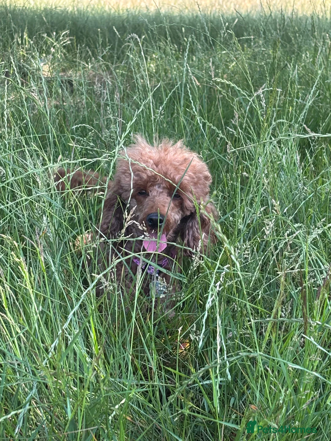 Toy Poodle dogs for sale: Beautiful red toy poodle Peggie  - Advert 2