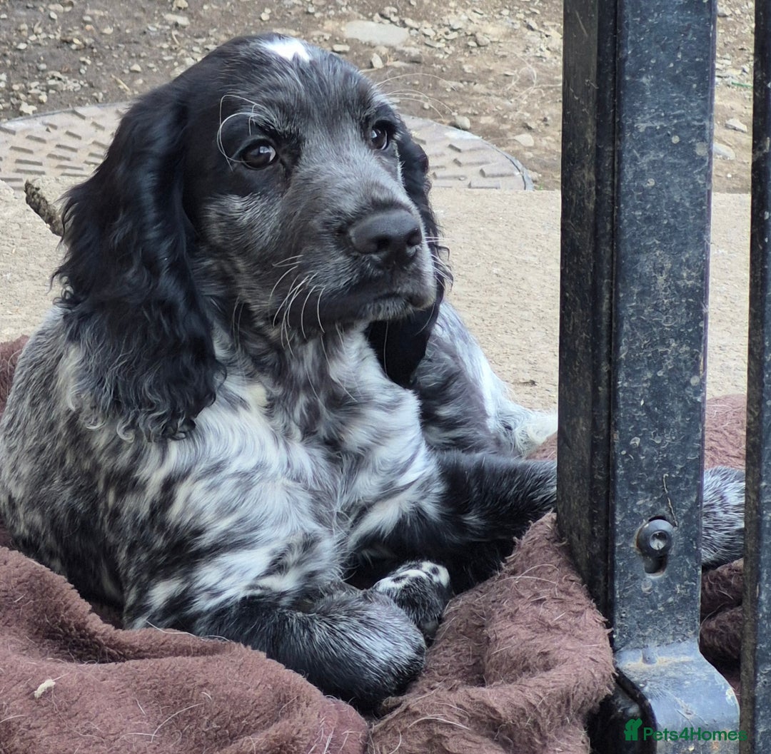 Cocker Spaniel dogs for sale: Blue roan cocker spaniel  - Image 2