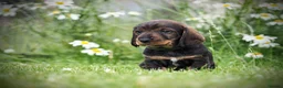 Dachshund dogs for sale: Working Wirehaired Dachshund pups - Advert 4