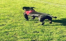 Staffordshire Bull Terrier dogs for stud: Staffordshire bull terrior - Image 3