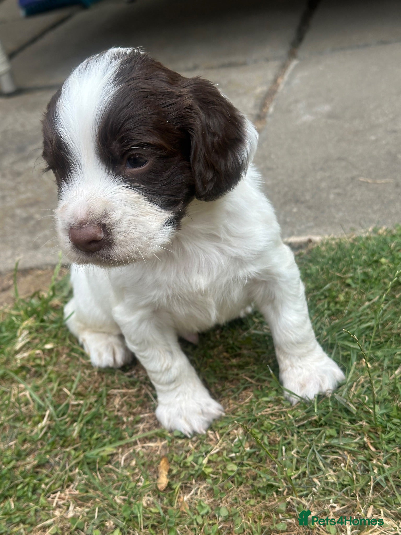 English Springer Spaniel dogs KC Registered working springer spaniels - Advert 2