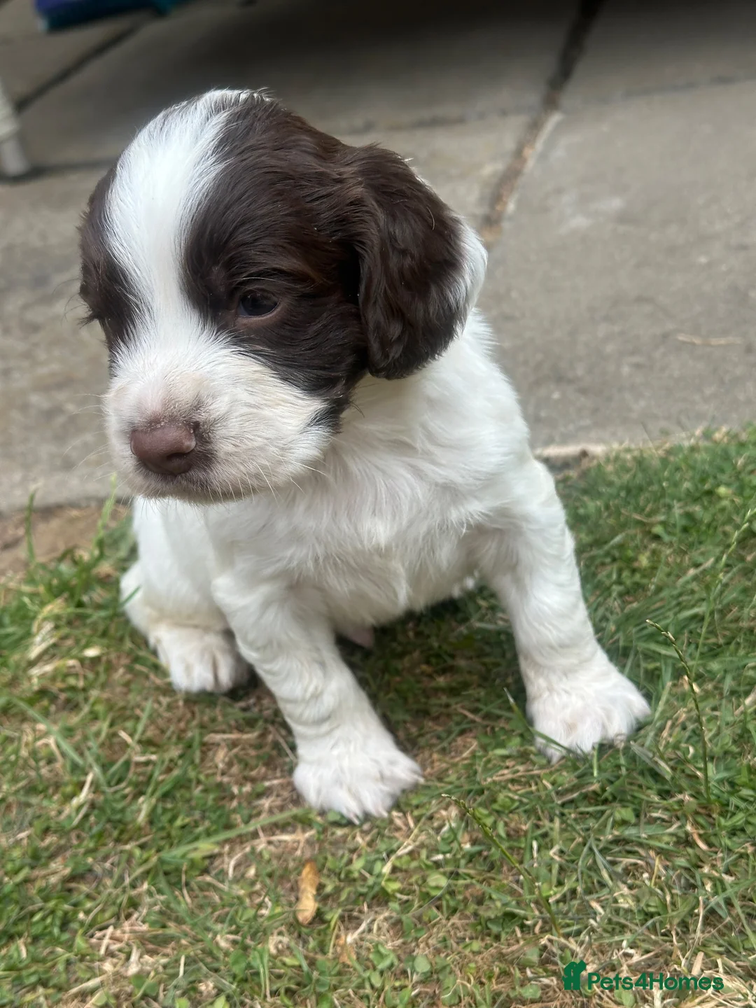 English Springer Spaniel dogs for sale: KC Registered working springer spaniels - Advert 1