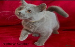 British Shorthair cats for sale: 5 Gorgeous Playful Friendly BSH Kittens Ready Now - Image 2