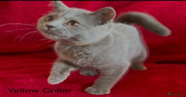 British Shorthair cats - Advert 15