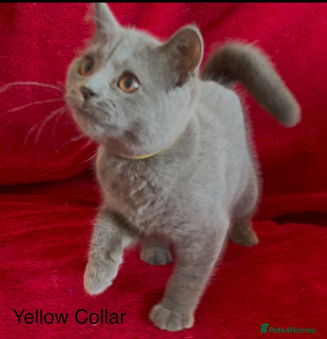 British Shorthair cats for sale: 5 Gorgeous Playful Friendly BSH Kittens Ready Now - Image 2