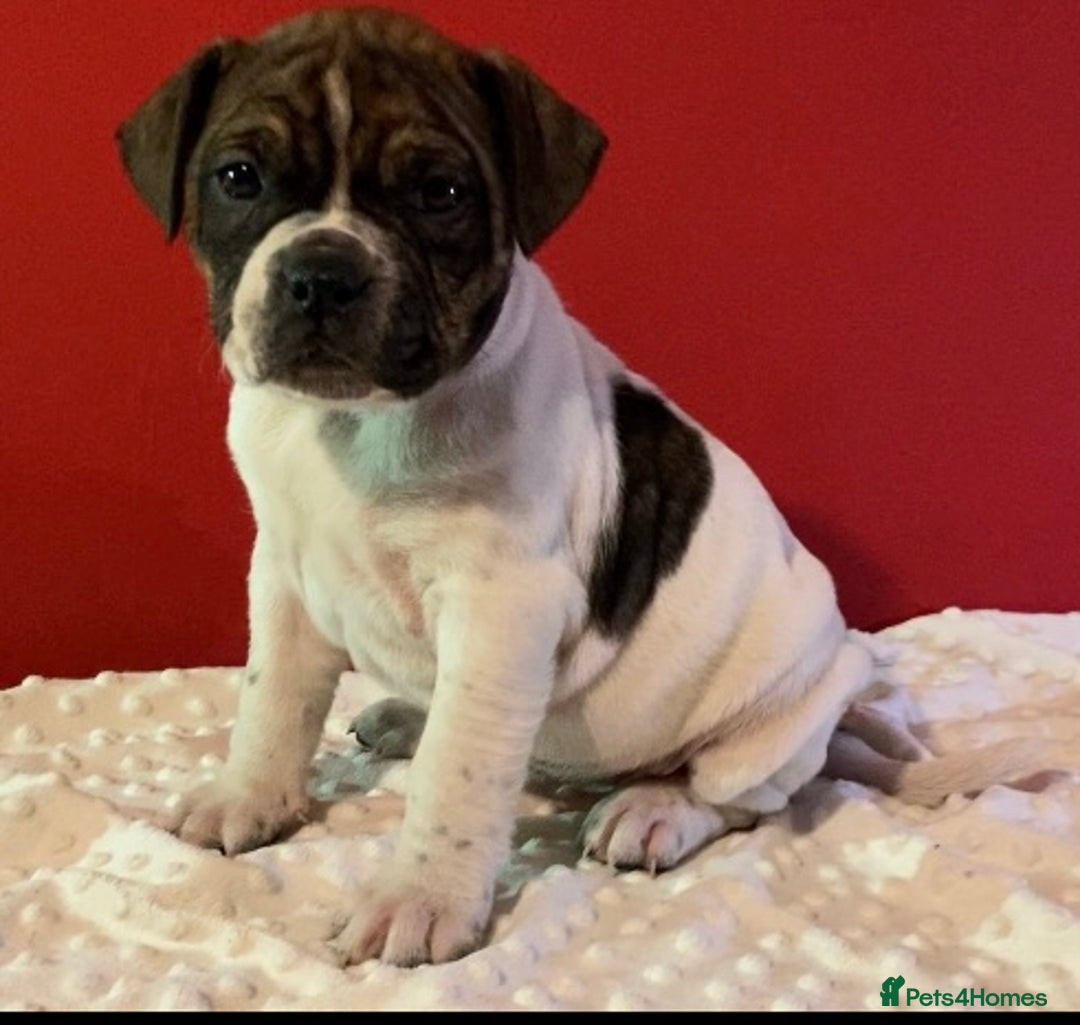Alapaha Blue Blood Bulldog dogs for sale: TOP QUALITY PURE ALAPAHA BULLDOGS - Advert 5
