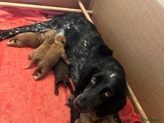 Sprocker dogs Sprocker Puppies For Sale - Advert 5