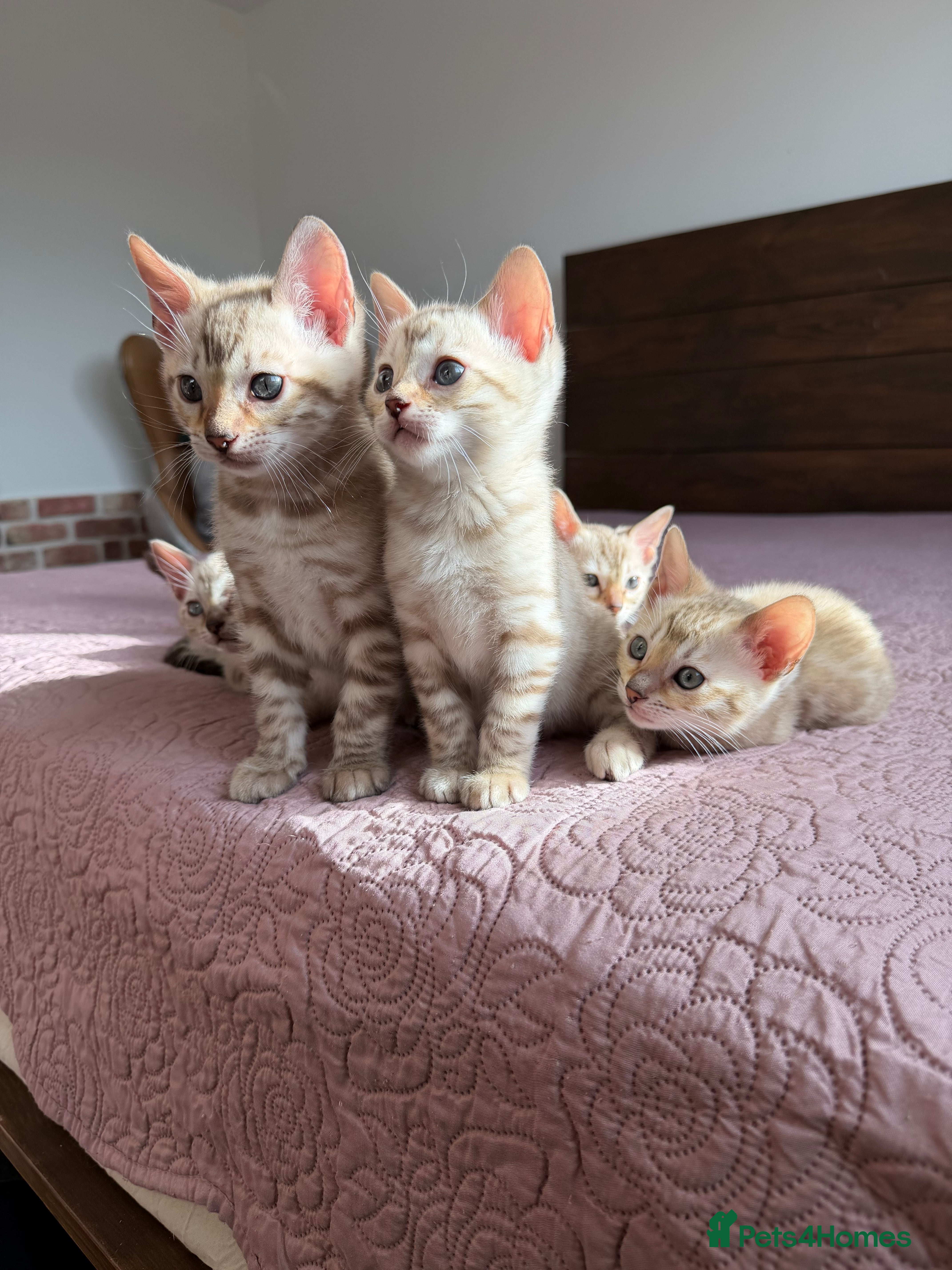 Bengal cats Lynx Bengal Kittens, TICA/Pedigree registered 🏆 - Advert 10