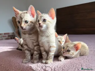 Bengal cats Lynx Bengal Kittens, TICA/Pedigree registered 🏆 - Advert 10