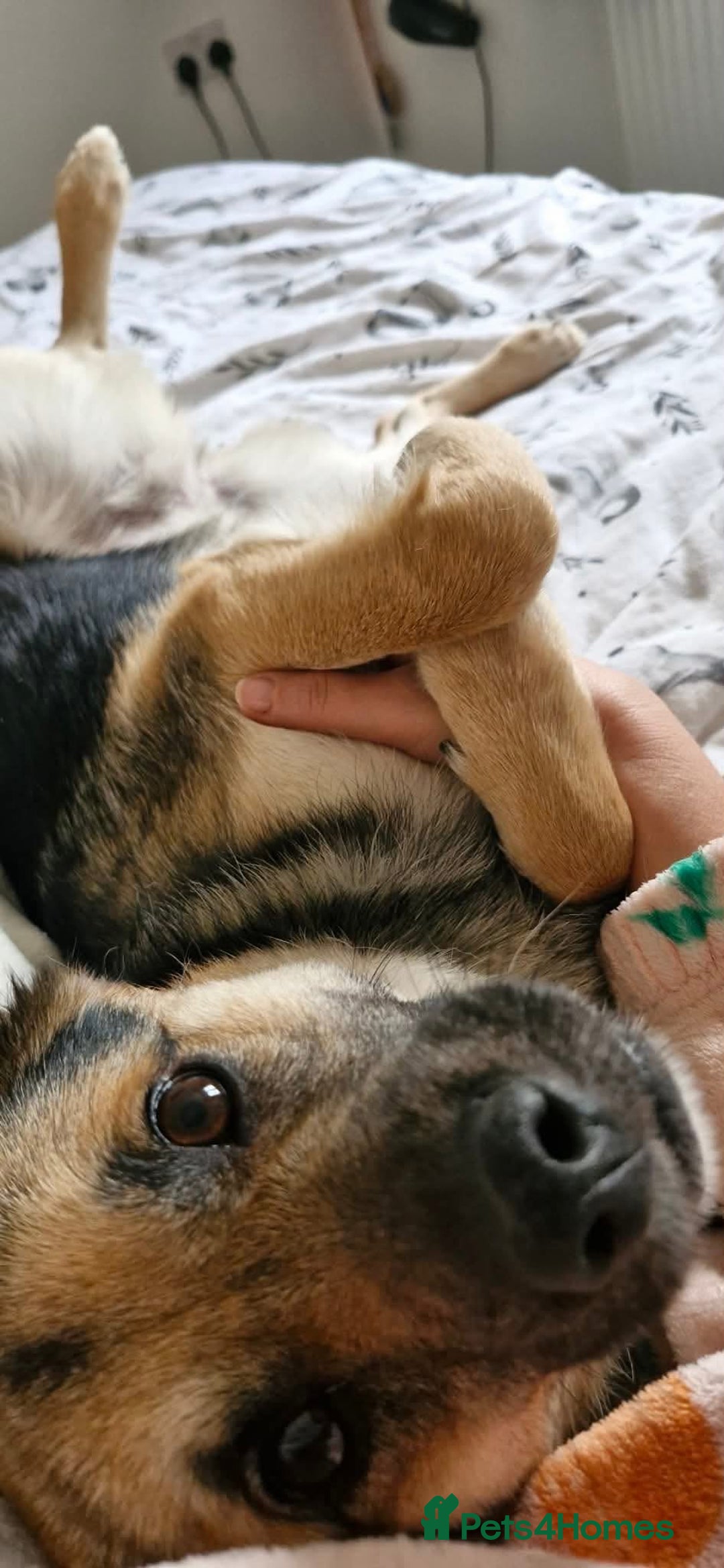 Mixed Breed dogs for adoption: Frances. Great Yarmouth Norfolk  - Advert 4