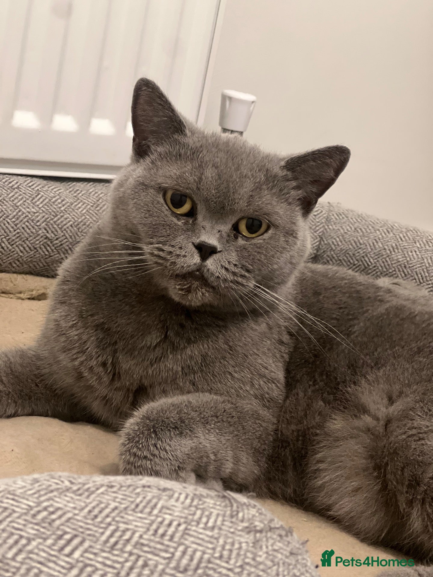 British Shorthair cats Beautiful Kittens  - Advert 1