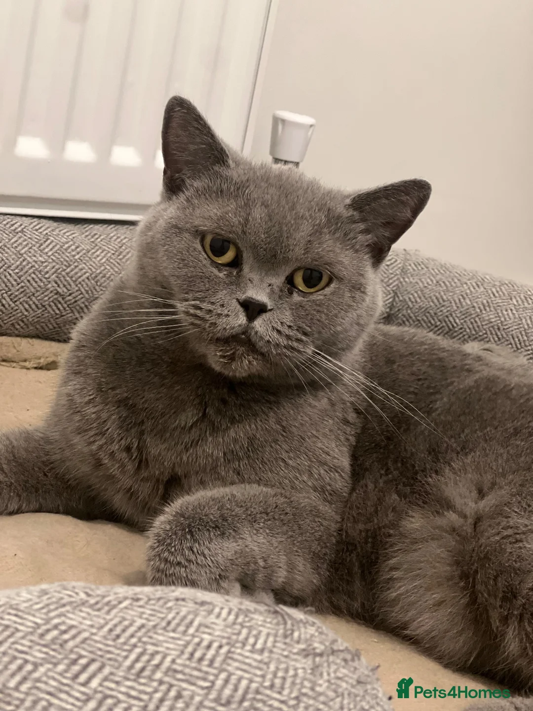 British Shorthair cats for sale: Beautiful Kittens  - Advert 1