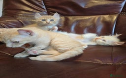 Mixed Breed cats for sale: Two ginger boys and one Flame point - Image 14