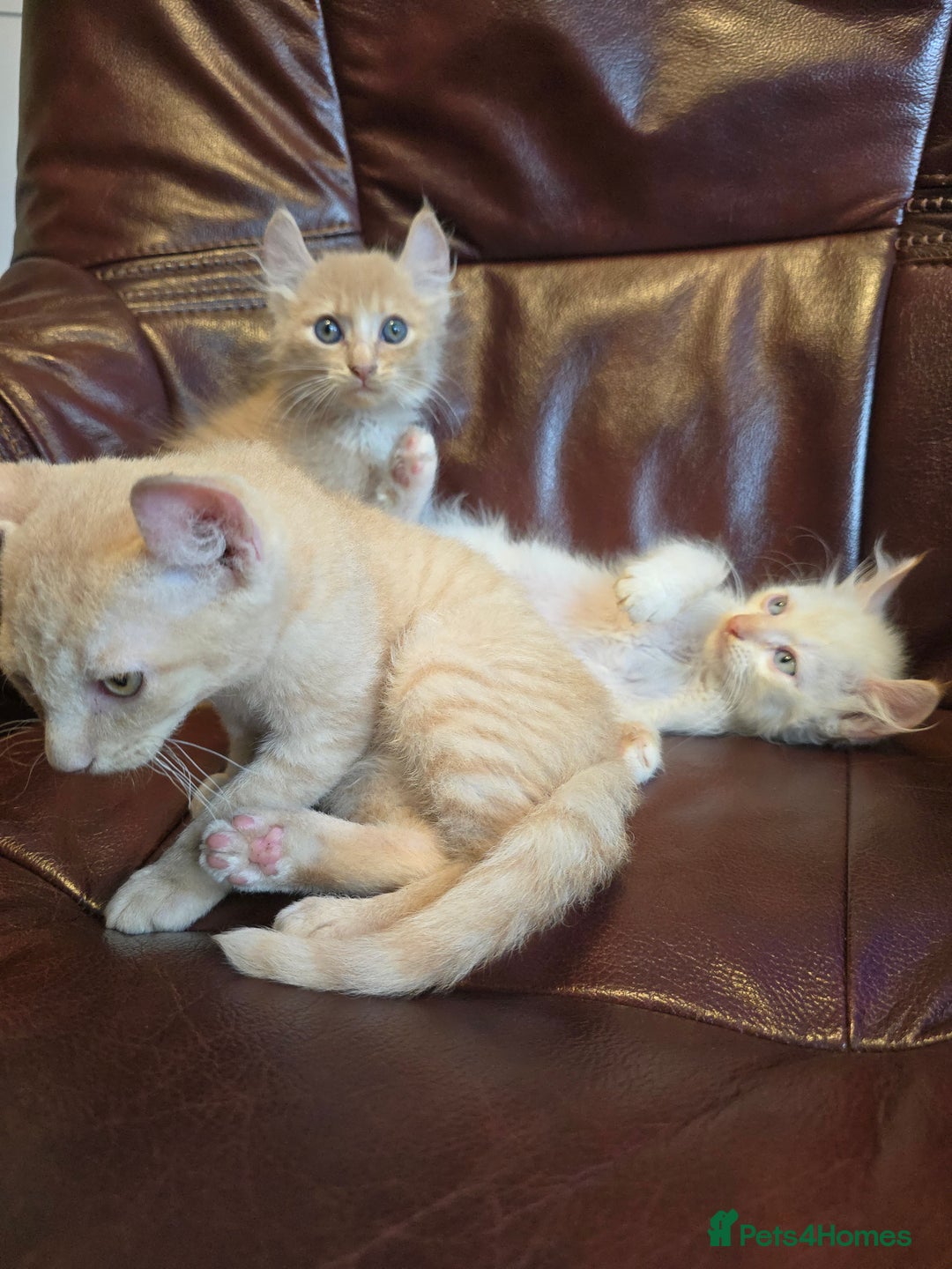 Mixed Breed cats for sale: Two ginger boys and one Flame point - Image 14