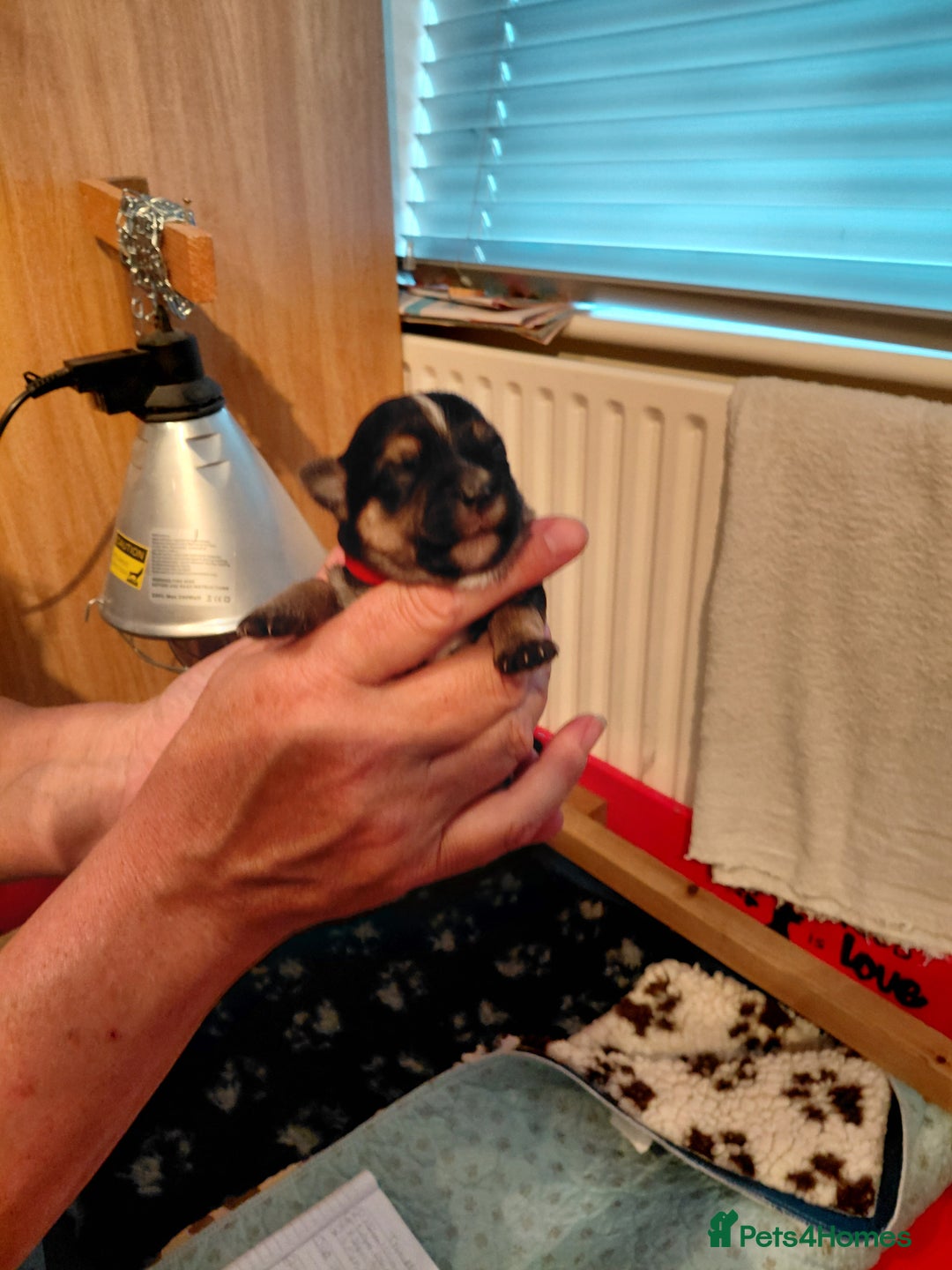 Morkie dogs for sale: Stunning F1 Morkie Puppies - Image 25