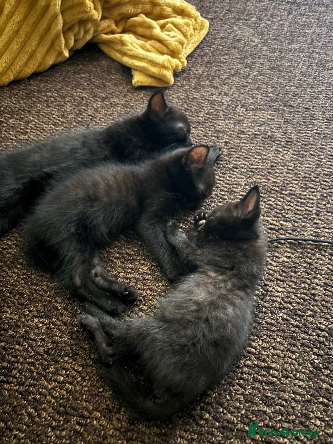 Bombay cats for sale: 10 week old - Image 5