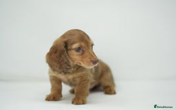 Dachshund dogs for sale: Long haired miniature dachshunds  - Image 12
