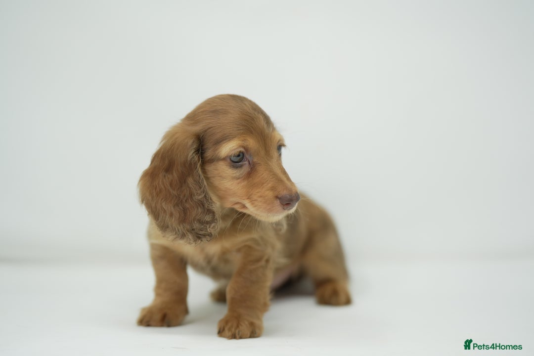 Dachshund dogs for sale: Long haired miniature dachshunds  - Image 12
