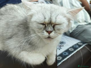 Persian cats Angel - Advert 10