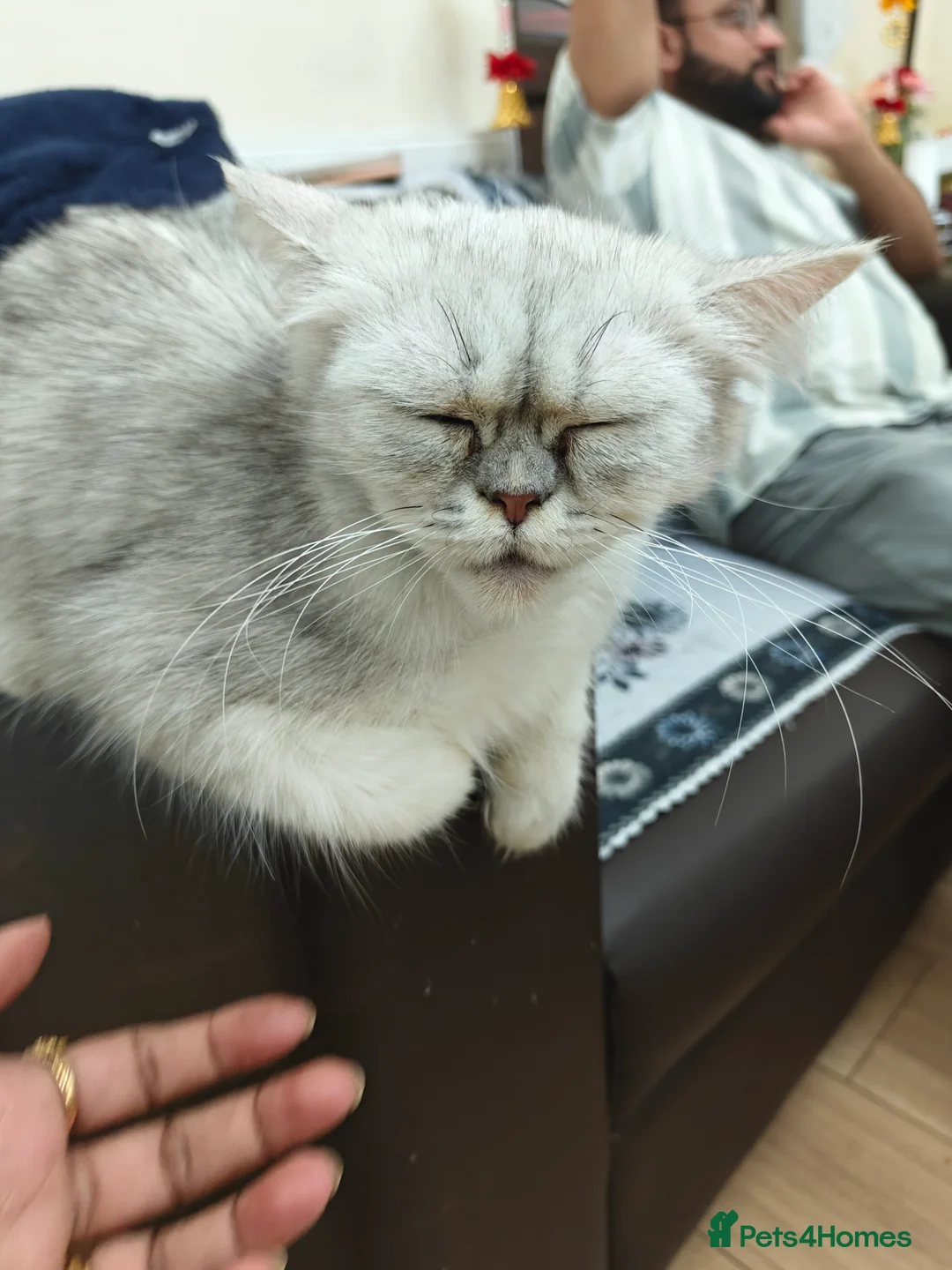 Persian cats for sale: Angel  - Advert 1