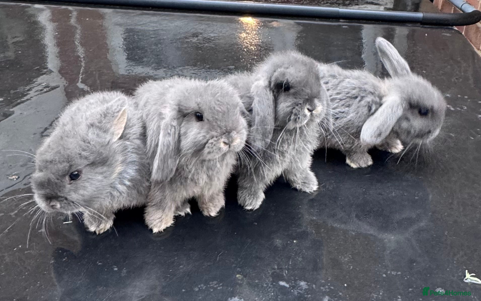 Mini Lop rabbits 4 Mini lop blue otter baby bunnies for sale - Advert 1