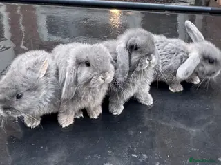 Mini Lop rabbits 4 Mini lop blue otter baby bunnies for sale - Advert 1