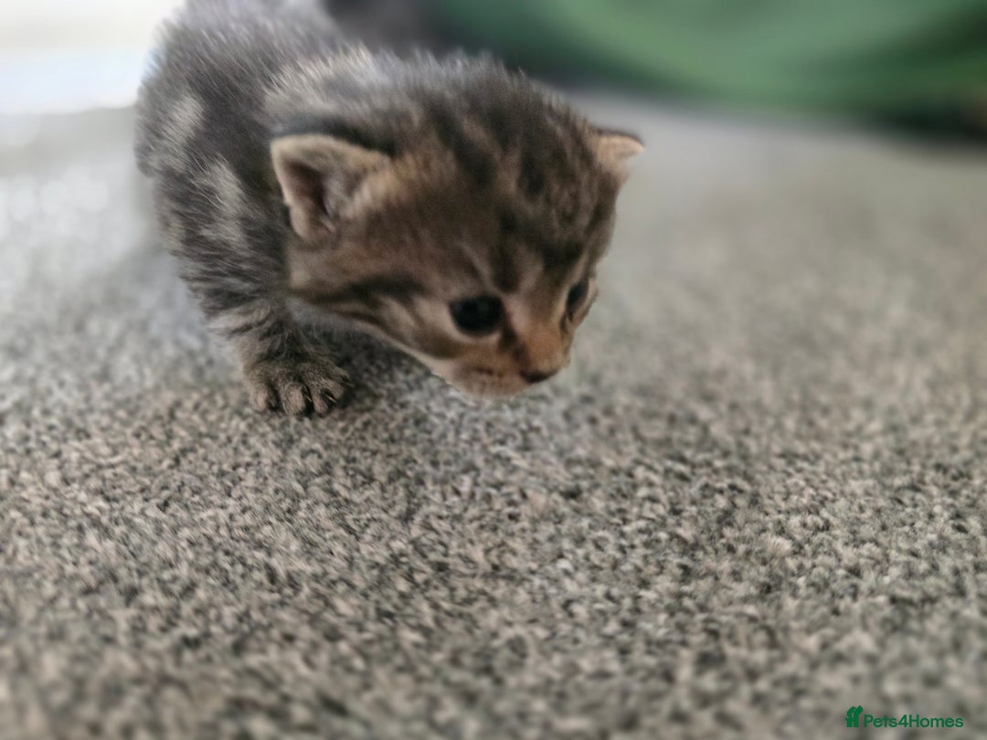 British Longhair cats for sale: 5 beautiful fluffy kittens – 4 girls, 1 boy - Image 15