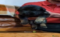 German Shepherd dogs for sale:  Gorgeous German Shepherd Puppies in Doncaster - Image 7