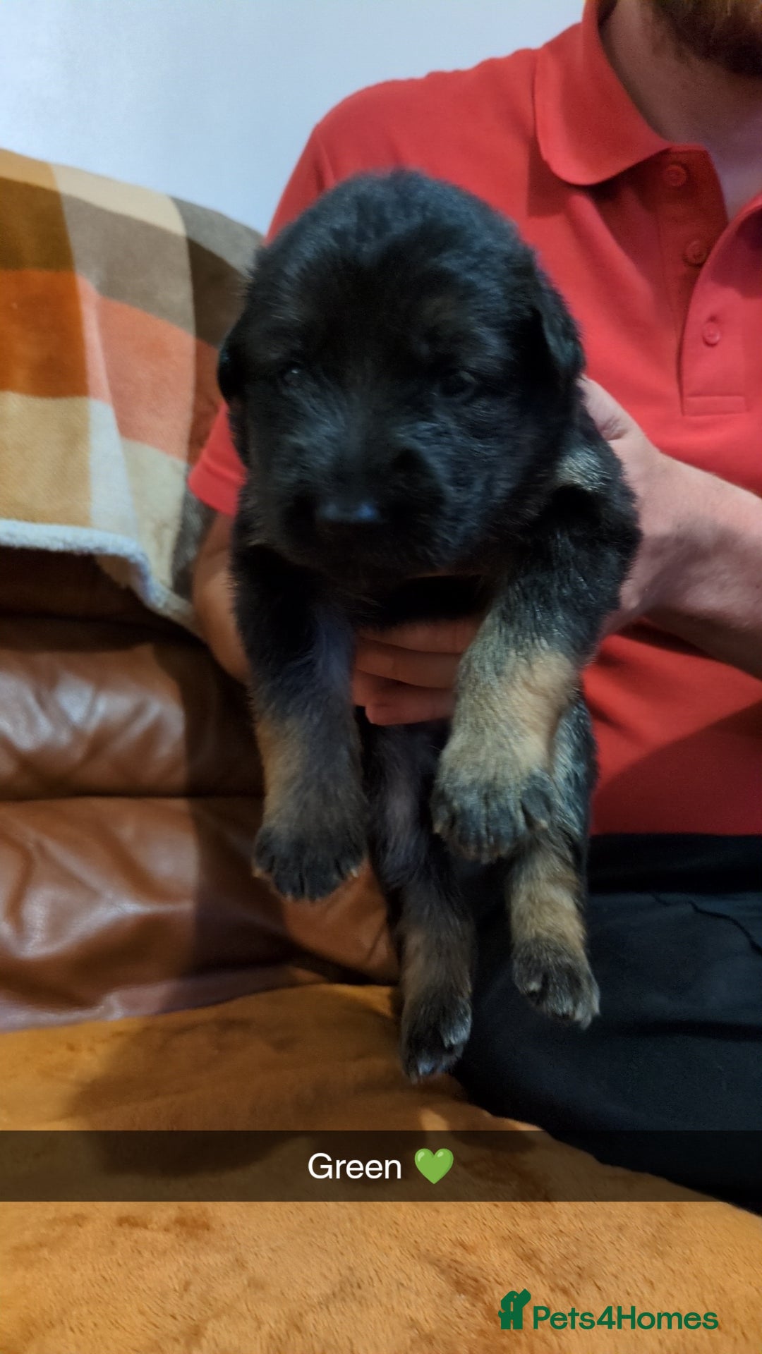 German Shepherd dogs for sale:  Gorgeous German Shepherd Puppies in Doncaster - Image 7
