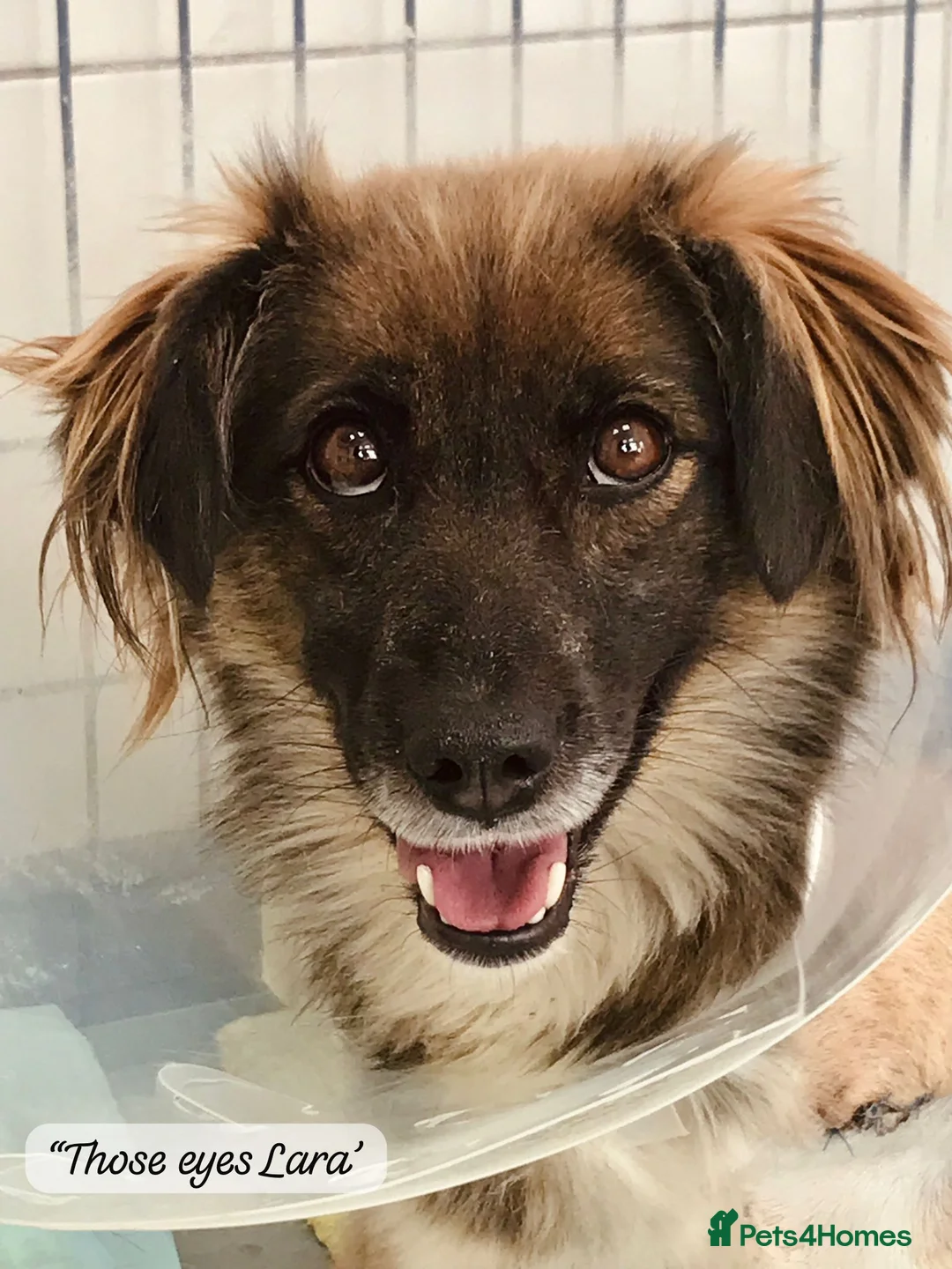 Mixed Breed dogs for adoption: Lara, 6 yrs old approx. Available for adoption. - Advert 12