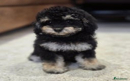 Toy Poodle dogs for sale: Gorgeous Tiny Toy Poodle Pups  - Image 7