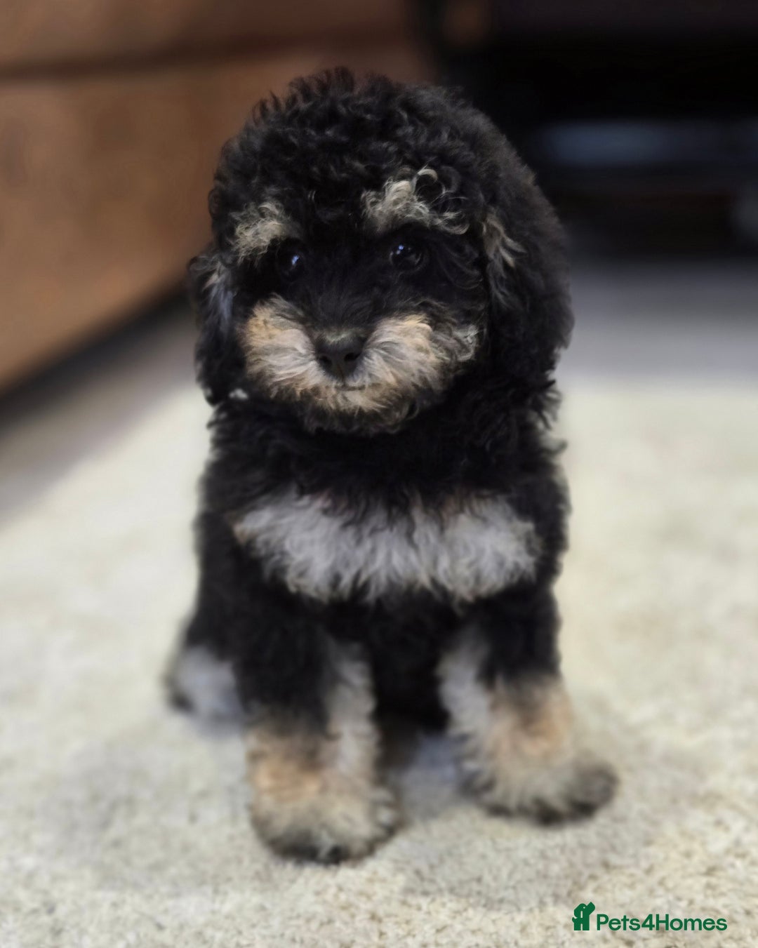 Toy Poodle dogs for sale: Gorgeous Tiny Toy Poodle Pups  - Image 7